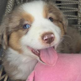 Princess - Red merle female Miniature Australian Shepherd puppy in Lincoln, California from Elegant Aussies