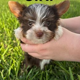 Christopher Robin - Chocolate, tan and white male Yorkshire Terrier puppy in Victoria, Texas from Diamond Yorkies Wilder
