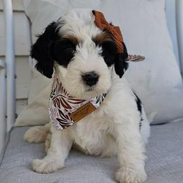 Skittles - Black and white female Bernedoodle puppy in Decatur, Georgia from So Adoodable