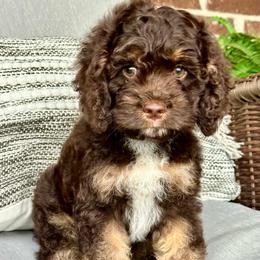 Grey collar boy - Brown and tan male Cockapoo puppy in Oologah, Oklahoma from Timber Hills Poodles and Doodles
