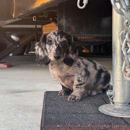 Max - Dapple male Dachshund puppy in Paso Robles, California from Nicole's Dachshunds