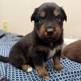 Jasmine - Black tri-color female Australian Shepherd puppy in East Hartford, Connecticut from CT Aussies