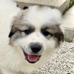 Mateo (GATOR) Green collar male - White and badger male Great Pyrenees puppy in Fair Grove, Missouri from Allen Wags & Woolies