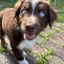 Australian Shepherd Puppies from Aussie Odyssey