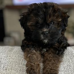 Maltese, Maltipoos, and Shihpoos from BeachRidge Pups