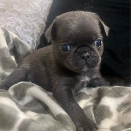 Bill Murray Blue boy - Silver male Pug puppy in Onalaska, Washington from Cupid’s Pugs