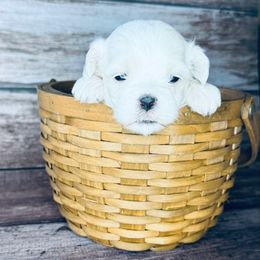 Angel - White female Mal-Shi puppy in Tampa Bay, Florida from Woodpecker Ridge Pups