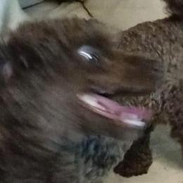 Yorkipoos from Moore Yorkipoos