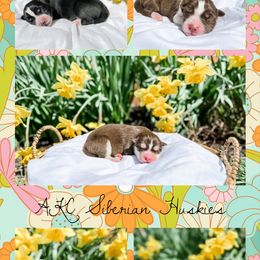 Siberian Husky Puppies from Wooly Woof Siberians