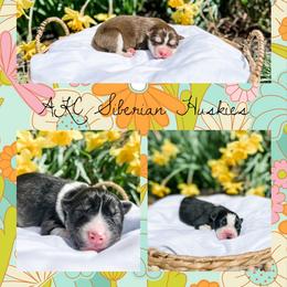 Siberian Husky Puppies from Wooly Woof Siberians