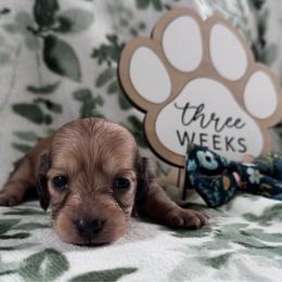 Noah - Cream male Dachshund puppy in Dothan, Alabama from Little House Pups