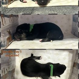 Spooky - Black tan and white female Siberian Husky puppy in Canton, Ohio from Bleu Skies Siberian Huskies