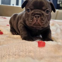 Peaches - Liver female French Bulldog puppy in Star City, Arkansas from T4 Farms