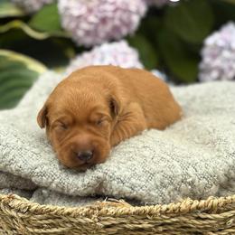 Gretchen - Yellow female Labrador Retriever puppy in Puyallup, Washington from 12 Door Farm Labradors