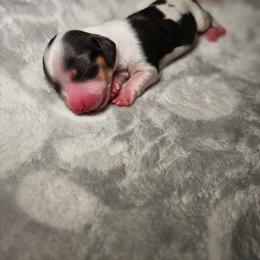 Snooki - Piebald female Dachshund puppy in Modesto, California from Cabrera Family Kennels