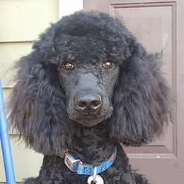 Poodle Puppies from McJare's Puppy Palace