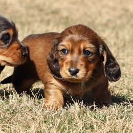 Dachshund Puppies from McLovin Doxies