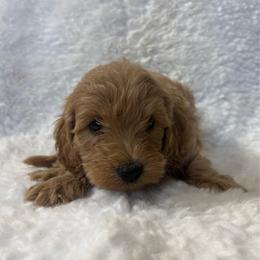 Boy 3- 7358 - Cream male Goldendoodle puppy in Wever, Iowa from JK Royal Lines