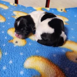 Polkadot - Black and white female Shichon puppy in Imperial, Missouri from Shichon Teddybear  puppies of Miss