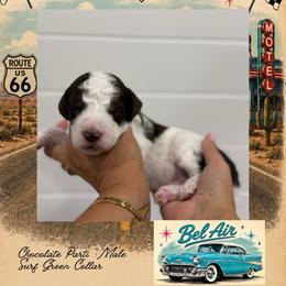 Bel Air - Parti male Goldendoodle puppy in Garland, Texas from Twilight Doodles