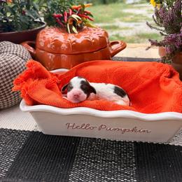 Oak - Brown and white male Aussiedoodle puppy in Tryon, North Carolina from Melrose Mountain Farm