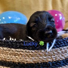 Lucky - Brindle male Dachshund puppy in Huntington, Arkansas from Rockstar.Weiners