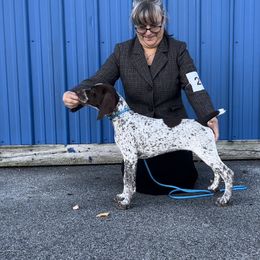 German Shorthaired Pointer Puppies from Inspire German Shorthaired Pointers