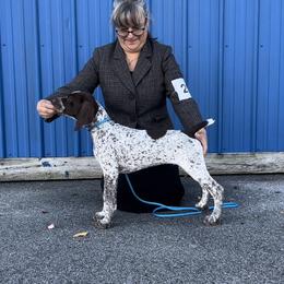 German Shorthaired Pointer Puppies from Inspire German Shorthaired Pointers