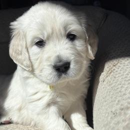 Golden Retriever Puppies from Vollbach Farm