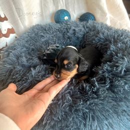 Vidia - Black and tan female Dachshund puppy in Molino, Florida from Dooney's Dachshunds