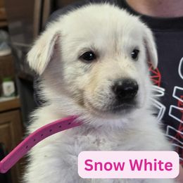 Girl 1 - White female German Shepherd puppy in Tonopah, Nevada from Mercy's White Shepherds