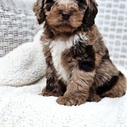 Australian Labradoodle, Cockapoo, Goldendoodle, and Labradoodle Puppies from Dessie's Doodles