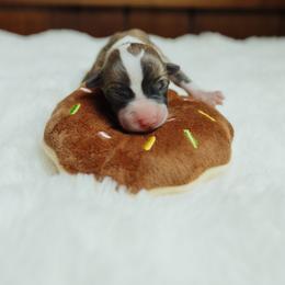 Scooby - Sable male Pembroke Welsh Corgi puppy in Adairsville, Georgia from R&R Corgis