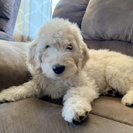 Goldendoodle Puppies from Rolling Acres Doodles and Poodles