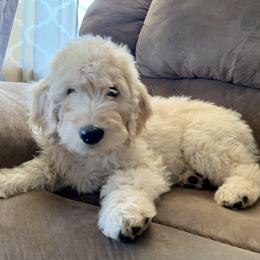 Goldendoodle Puppies from Rolling Acres Doodles and Poodles