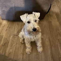 Olaf - Miniature Schnauzer