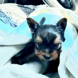 Yorkshire Terriers from Empire Yorkies
