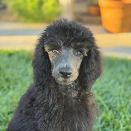 Little Dove - Black female Poodle puppy in Hesperia, California from Whitesock Standard Poodles
