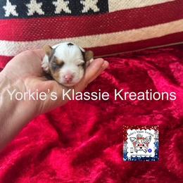 Molly - Chocolate, tan and white female Yorkshire Terrier puppy in Dierks, Arkansas from Yorkie’s Klassie Kreations