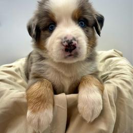 Elio - Blue merle male Miniature Australian Shepherd puppy in Liberty, South Carolina from Alexander Canines