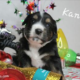 Kane BTM1 - Black tri male Miniature Australian Shepherd puppy in Elgin, Oregon from LongMile Aussies