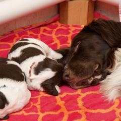 Drentsche Patrijshond Puppies from California Drents