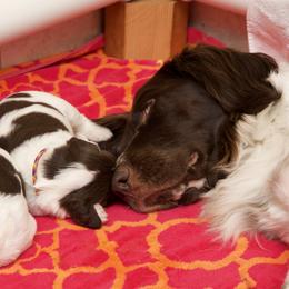 Drentsche Patrijshond Puppies from California Drents
