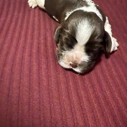 Mira - Brown white and tan female Cocker Spaniel puppy in Bliss, New York from AK Another Shot Kennel
