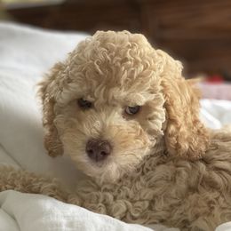 Goldendoodles from Cajun Doodles and Retrievers, LLC