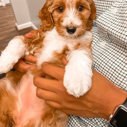 Goldendoodle Puppies from Ruby's Kit & Ka'Doodles