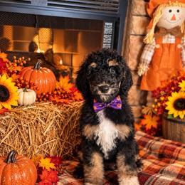 Harmony - Phantom female Goldendoodle puppy in Sanderson, Florida from Serenity Goldendoodles