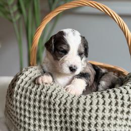 Male Deposit 2 - Blue merle male Bernedoodle puppy in Gales Ferry, Connecticut from Schweers Goldens and Doodles