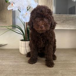 TEE - Chocolate female Goldendoodle puppy in La Grange, Georgia from Heartfelt GoldenDoodles