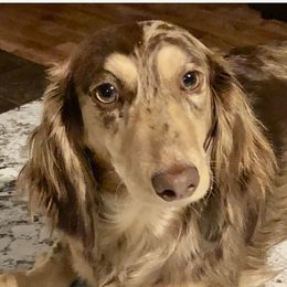 Grace - Dachshund
